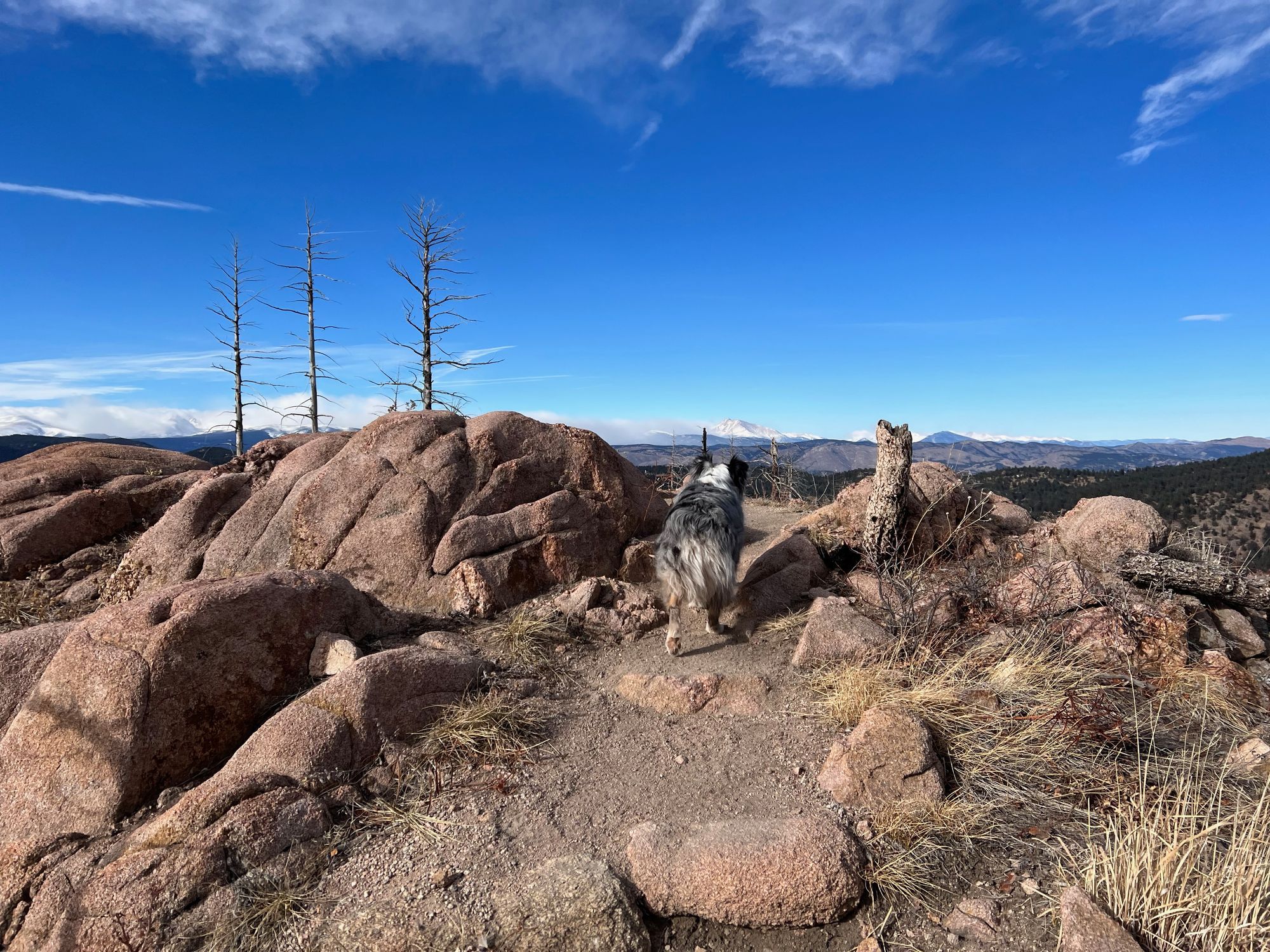 My dog, Ruby, in the foreground with Longs Peak off in the distance