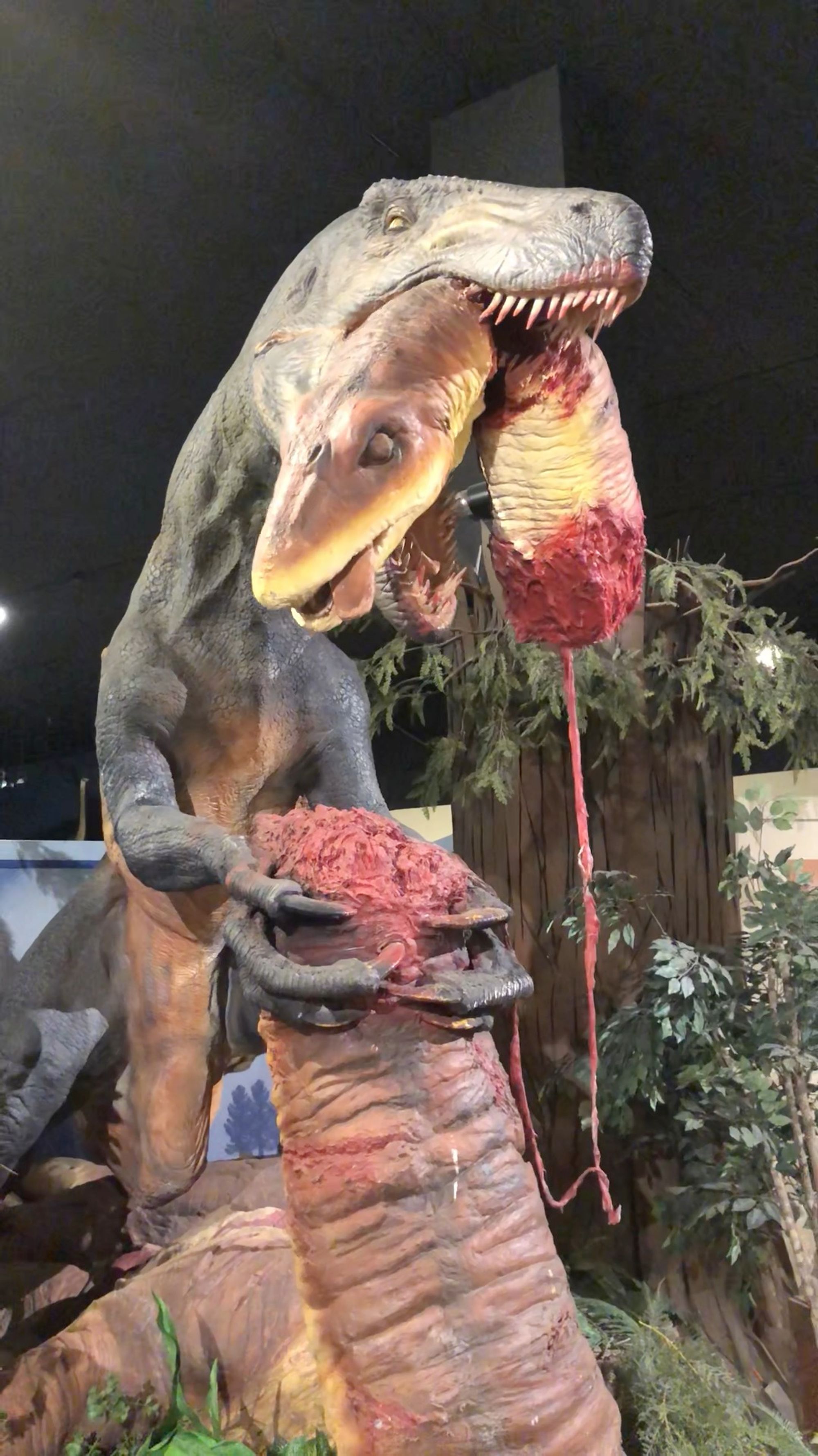 Animatronic dinosaurs at a museum - the carnivore has ripped the herbivore's head off.